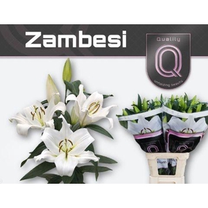 Li Ot Zambesi