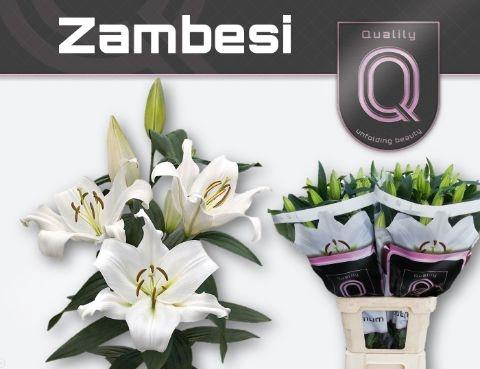 <h4>Li Ot Zambesi</h4>