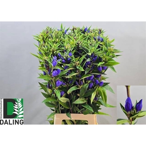 GENTI JUST BLUE