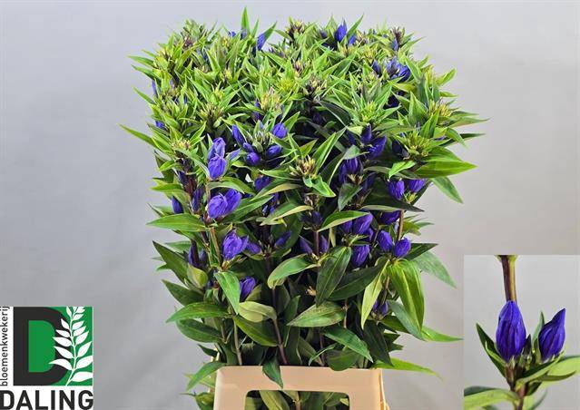 <h4>GENTI JUST BLUE</h4>