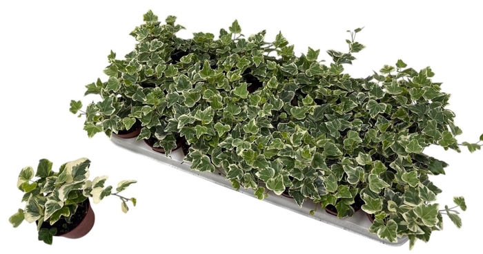 <h4>HED HE WHITE WONDER</h4>