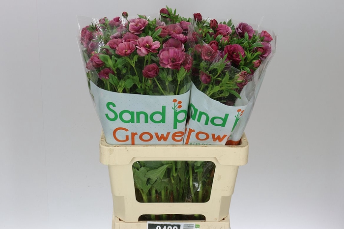 <h4>Ranuncul Butterfly Rasberry</h4>