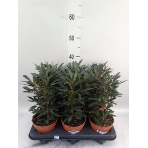 Dizygotheca eleg. 'Castor'