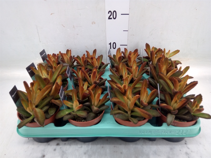 <h4>Kalanchoe NF tomentosa</h4>