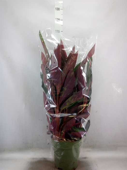 <h4>Stromanthe sanguin.</h4>