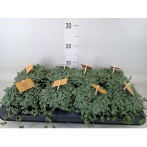 Pilea glaucophylla 'Greyzy'