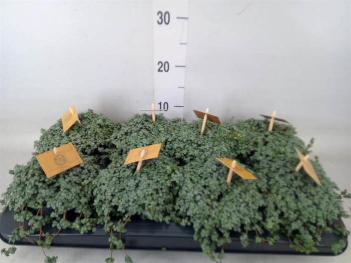 <h4>Pilea glaucophylla 'Greyzy'</h4>