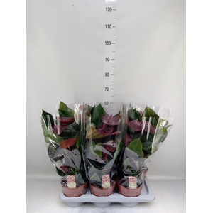 Anthurium andr. 'Otazu'