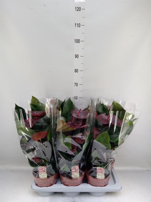 <h4>Anthurium andr. 'Otazu'</h4>