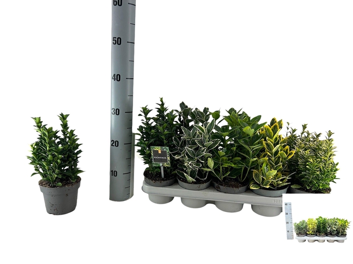 <h4>EUONYMUS JAP GEM</h4>