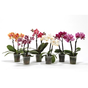 Phal Tiny Dolls Mix 2T10+ zonder Aqu@