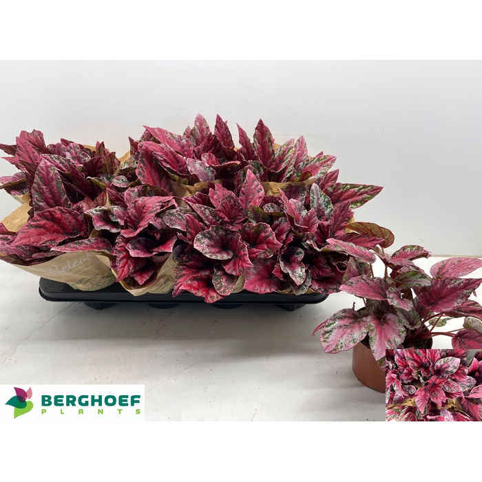 <h4>BEG MAUI SUNSET</h4>