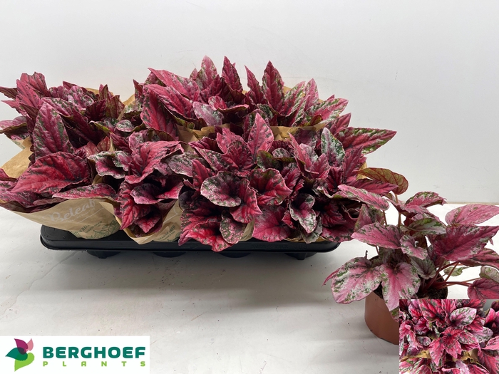 <h4>BEG MAUI SUNSET</h4>