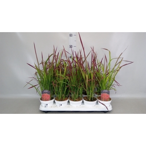Imperata cylindrica 'Red Baron'