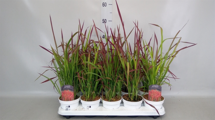 <h4>Imperata cylindrica 'Red Baron'</h4>