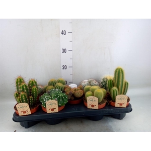 Cactus   ...mix