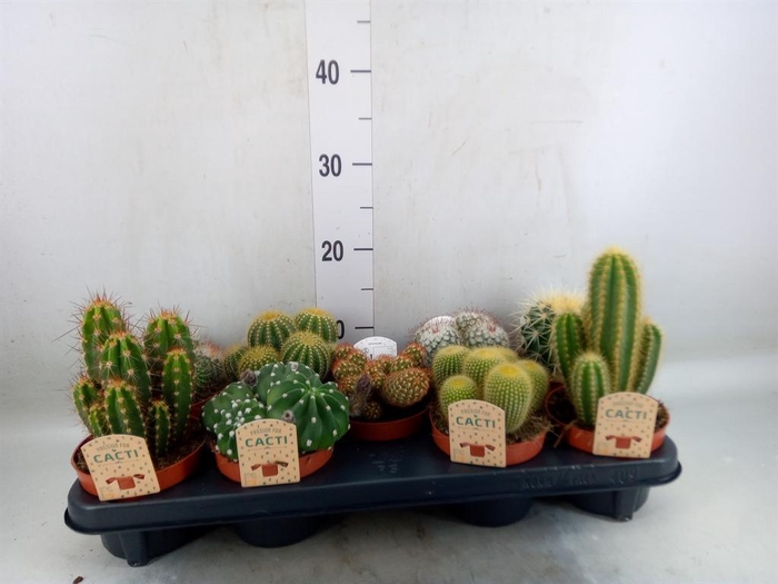 <h4>Cactus   ...mix</h4>