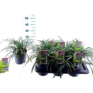 Liriope Moneymaker