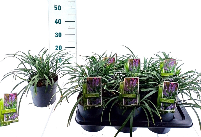 Liriope Moneymaker