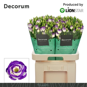 Eus G Rosita Blue Pico