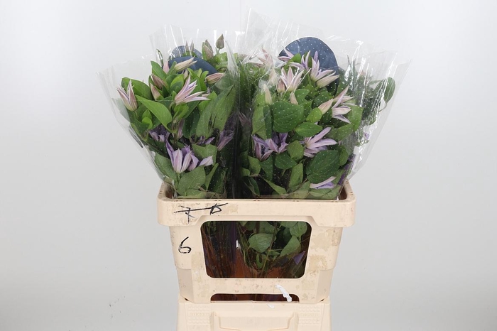 <h4>Clem Amazing Miami</h4>