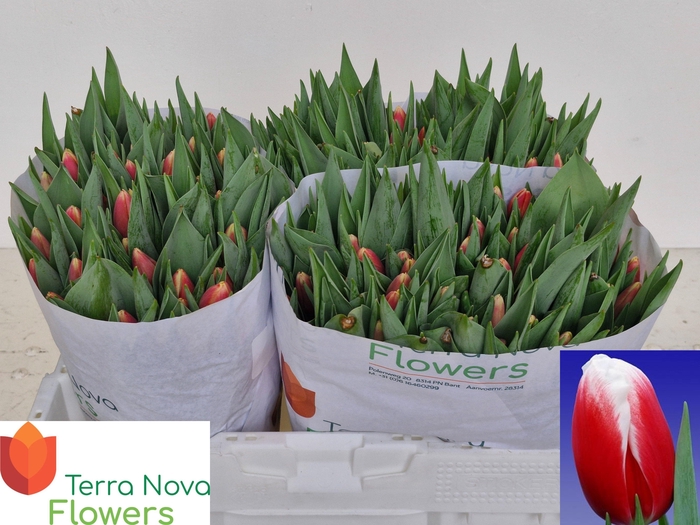 <h4>TU EN ENERGY4ALL</h4>