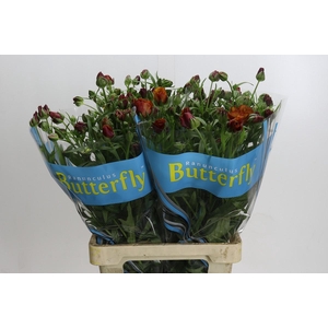 Ranunculus Butterfly Satyros