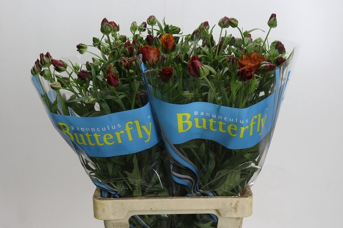 <h4>Ranunculus Butterfly Satyros</h4>