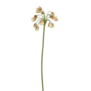 Allium Bulgaricum 70cm green