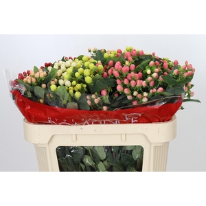 Hypericum Rainbow Romance Spray