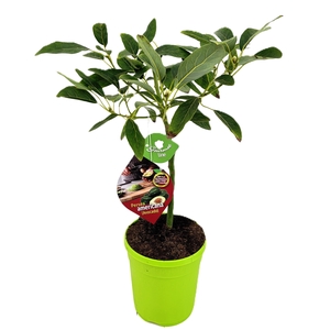 Persea americana