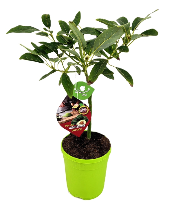 <h4>Persea americana</h4>