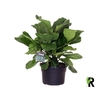 Ficus Lyrata ´Clumb´ in hoes