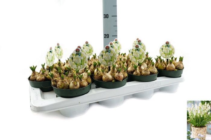 <h4>Muscari Casablanca</h4>