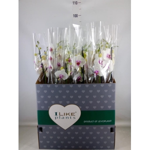 Phalaenopsis  'Red Lips'