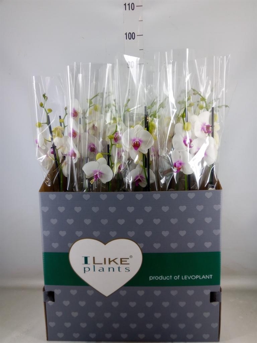 <h4>Phalaenopsis 'Red Lips'</h4>