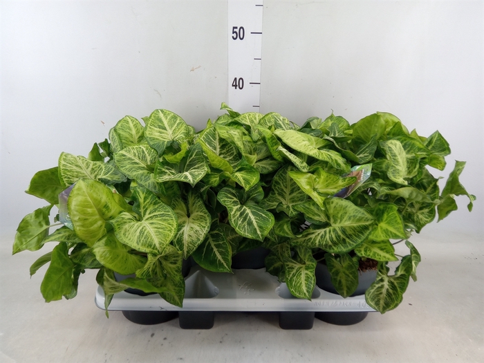 <h4>Syngonium  'Arrow'</h4>