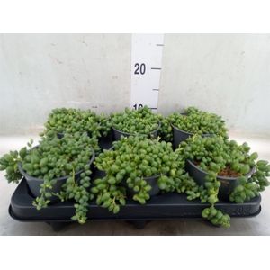 Senecio herreianus