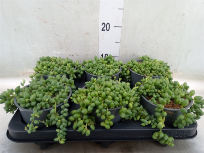 <h4>Senecio herreianus</h4>