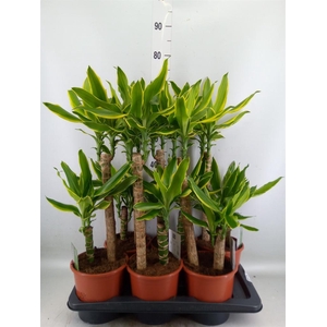 Dracaena frag. 'Golden Coast'