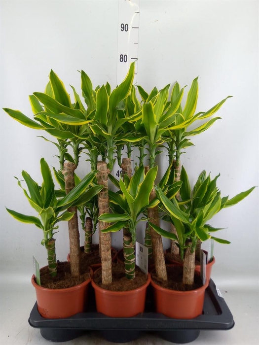 <h4>Dracaena frag. 'Golden Coast'</h4>