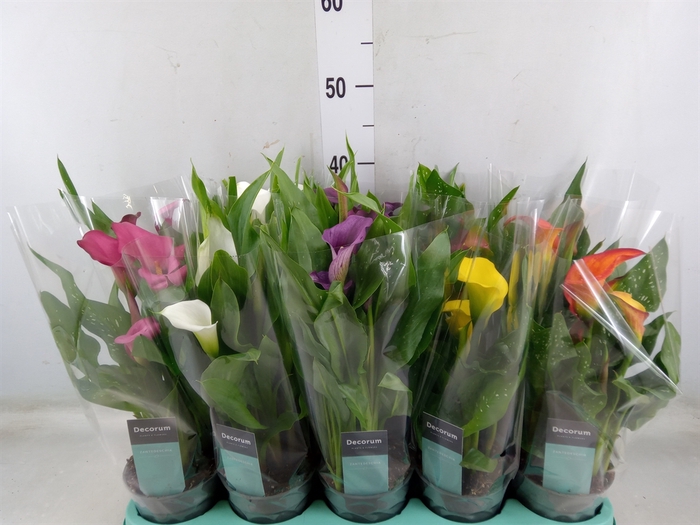 <h4>Zantedeschia   ...mix</h4>