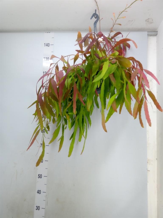 <h4>Rhipsalis   ...</h4>