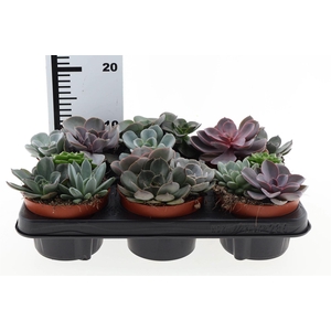 Echeveria   ...