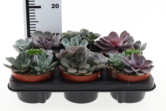 <h4>Echeveria   ...</h4>
