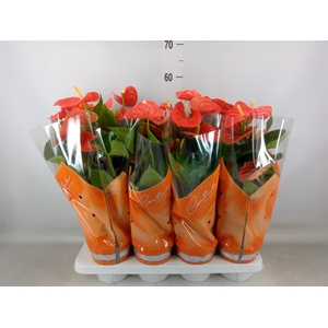 Anthurium andr. 'Sierra Orange'