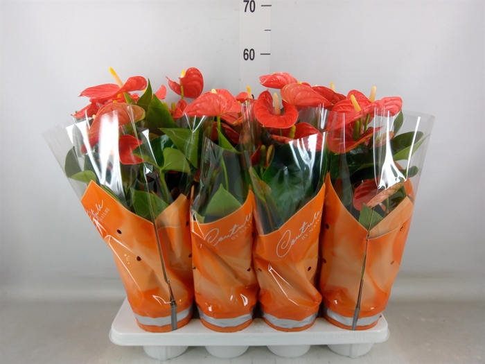 <h4>Anthurium andr. 'Sierra Orange'</h4>