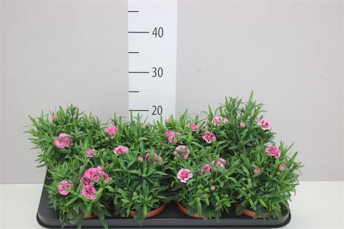 <h4>Dianthus Pink Purple</h4>