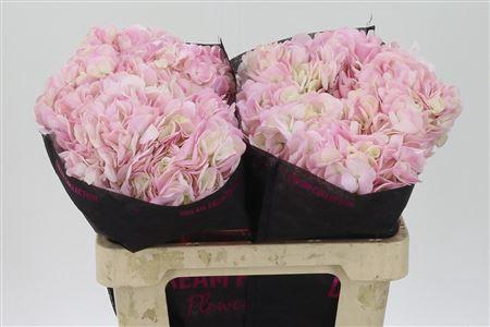 Hydr Naturel Light Pink