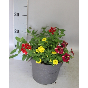 Perkplanten 19 cm Mix 01 (Verb rood, cali geel, pet rood)
